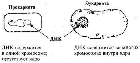 Пять нерешенных проблем науки Пять нерешенных проблем науки