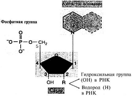 Пять нерешенных проблем науки Пять нерешенных проблем науки