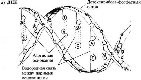 Пять нерешенных проблем науки Пять нерешенных проблем науки