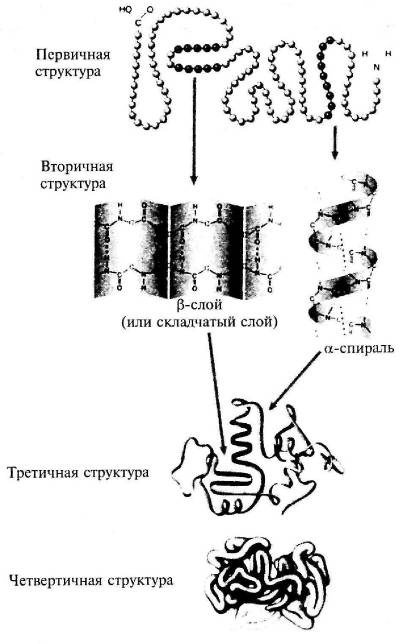 Пять нерешенных проблем науки Пять нерешенных проблем науки