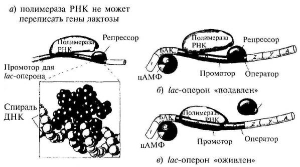 Пять нерешенных проблем науки Пять нерешенных проблем науки