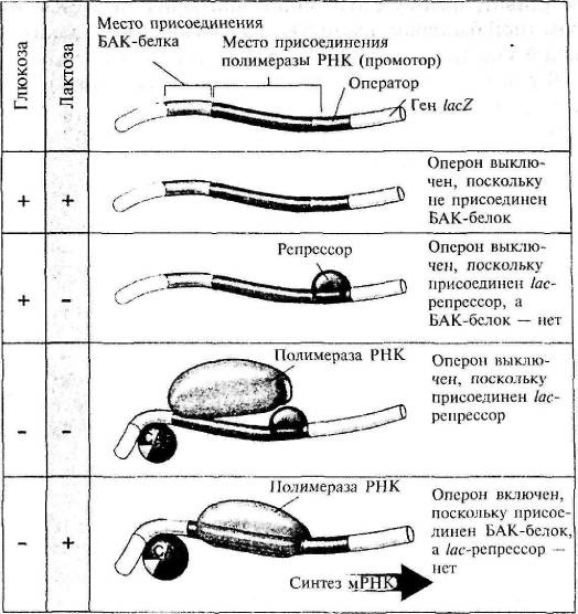 Пять нерешенных проблем науки Пять нерешенных проблем науки