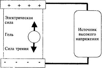 Пять нерешенных проблем науки Пять нерешенных проблем науки