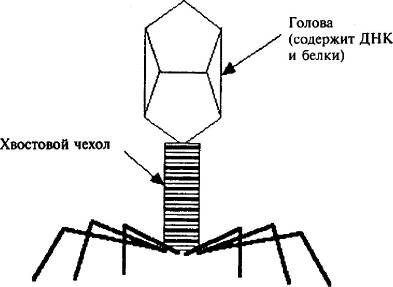 Пять нерешенных проблем науки Пять нерешенных проблем науки