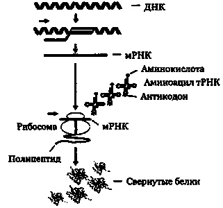 Эволюция Вселенной и происхождение жизни Эволюция Вселенной и происхождение жизни