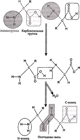 Эволюция Вселенной и происхождение жизни Эволюция Вселенной и происхождение жизни