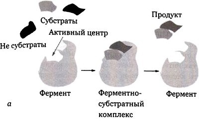 Эволюция Вселенной и происхождение жизни Эволюция Вселенной и происхождение жизни