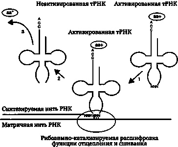 Эволюция Вселенной и происхождение жизни Эволюция Вселенной и происхождение жизни