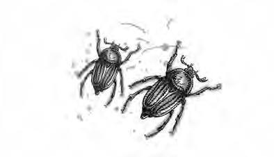 Киномеханика Киномеханика