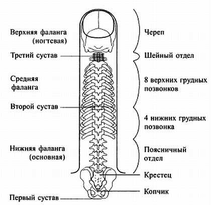Сам себе Су Джок доктор Сам себе Су Джок доктор