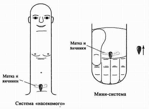 Сам себе Су Джок доктор Сам себе Су Джок доктор