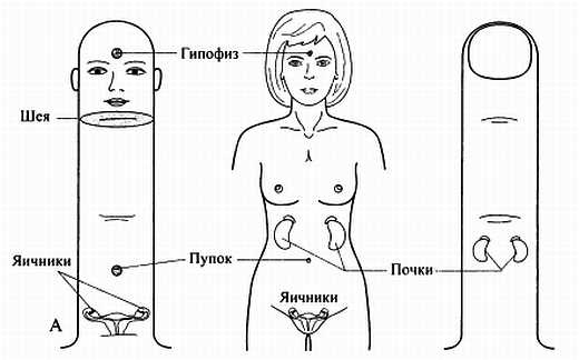Сам себе Су Джок доктор Сам себе Су Джок доктор