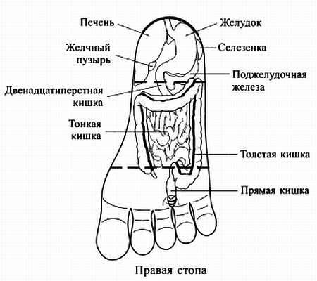 Сам себе Су Джок доктор Сам себе Су Джок доктор