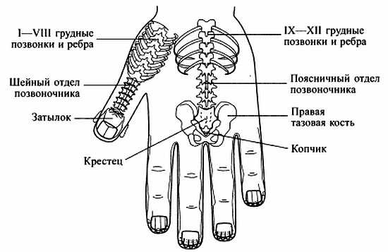 Сам себе Су Джок доктор Сам себе Су Джок доктор