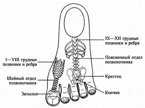 Сам себе Су Джок доктор Сам себе Су Джок доктор