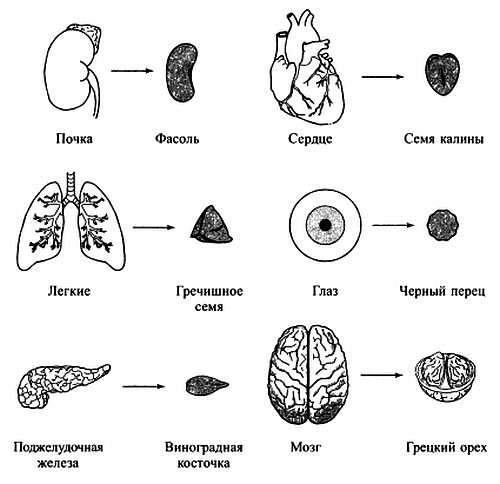 Сам себе Су Джок доктор Сам себе Су Джок доктор
