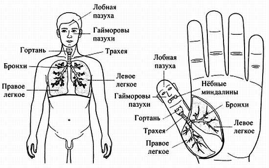 Сам себе Су Джок доктор Сам себе Су Джок доктор