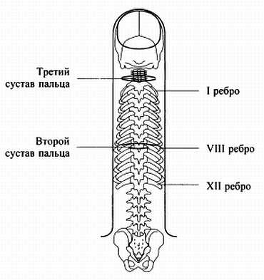 Сам себе Су Джок доктор Сам себе Су Джок доктор