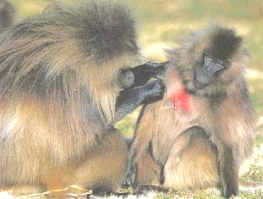 Библия языка телодвижений Библия языка телодвижений