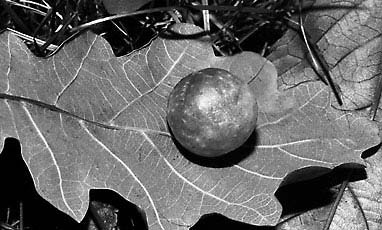 Занимательная химия для детей и взрослых Занимательная химия для детей и взрослых