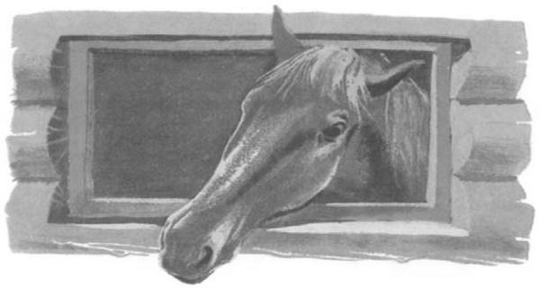 Василий Белов. Рассказы о всякой живности Василий Белов. Рассказы о всякой живности