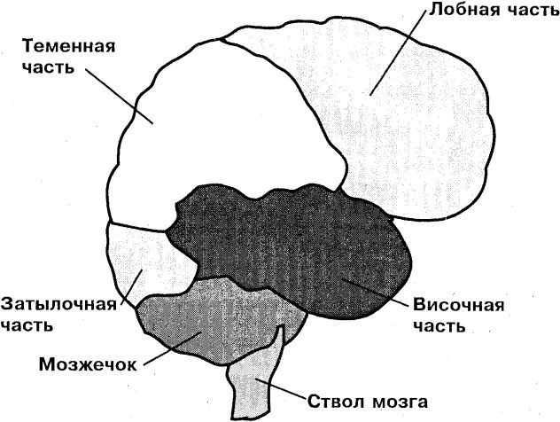 Самоучитель по развитию памяти (техника скоростного запоминания) Самоучитель по развитию памяти (техника скоростного запоминания)