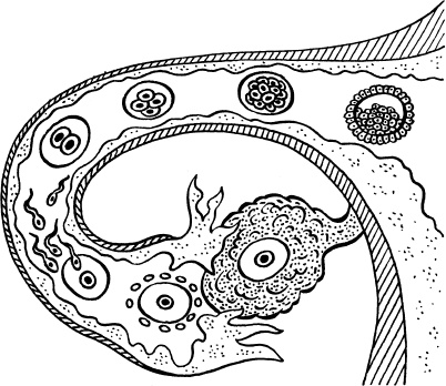 Мать и дитя. Энциклопедия счастливого материнства от зачатия до первых шагов Мать и дитя. Энциклопедия счастливого материнства от зачатия до первых шагов