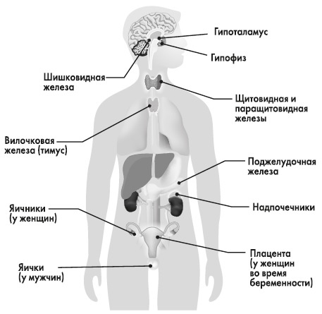 Вся правда о гормонах и не только Вся правда о гормонах и не только