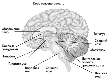 Вся правда о гормонах и не только Вся правда о гормонах и не только