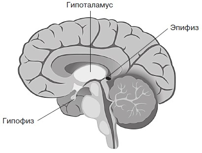 Вся правда о гормонах и не только Вся правда о гормонах и не только