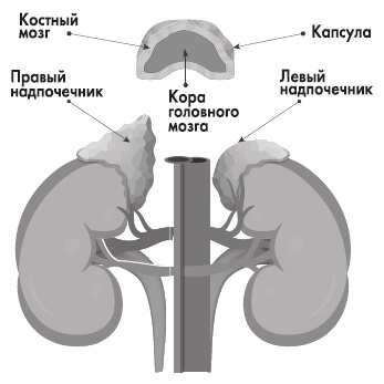 Вся правда о гормонах и не только Вся правда о гормонах и не только