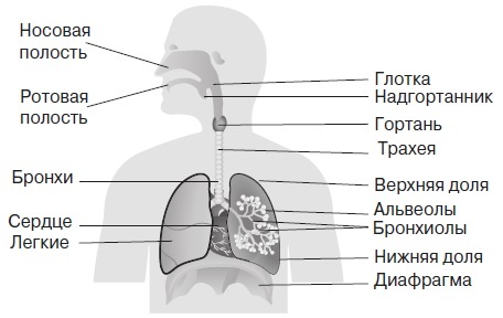 Вся правда о гормонах и не только Вся правда о гормонах и не только