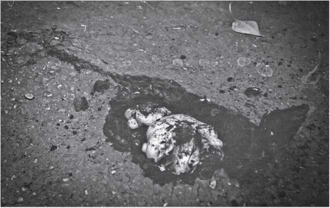 Малоизвестные съедобные грибы Малоизвестные съедобные грибы