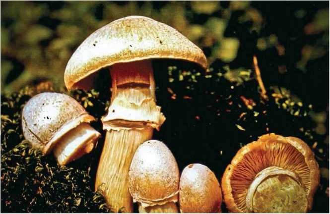 Малоизвестные съедобные грибы Малоизвестные съедобные грибы