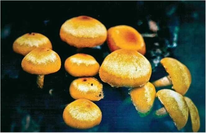 Малоизвестные съедобные грибы Малоизвестные съедобные грибы