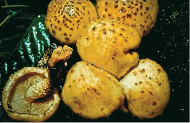 Малоизвестные съедобные грибы Малоизвестные съедобные грибы