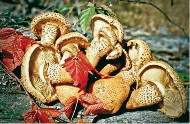 Малоизвестные съедобные грибы Малоизвестные съедобные грибы