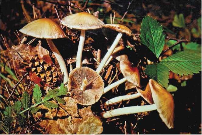 Малоизвестные съедобные грибы Малоизвестные съедобные грибы