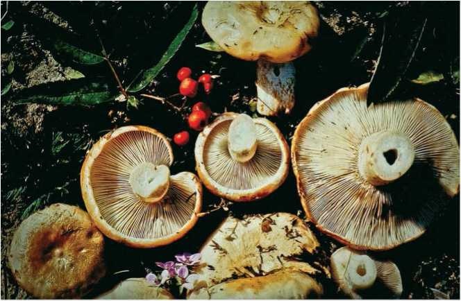Малоизвестные съедобные грибы Малоизвестные съедобные грибы