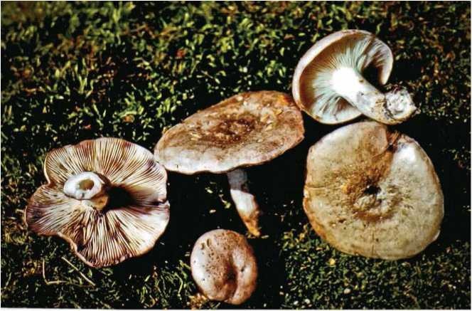 Малоизвестные съедобные грибы Малоизвестные съедобные грибы