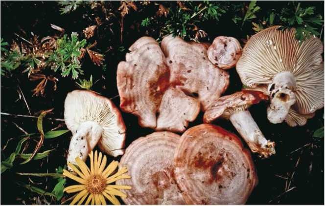 Малоизвестные съедобные грибы Малоизвестные съедобные грибы