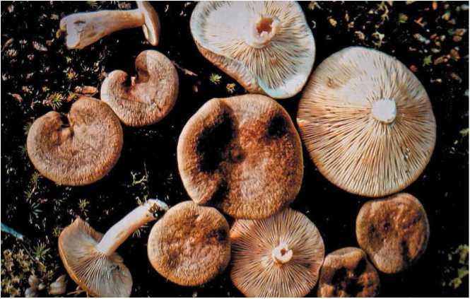 Малоизвестные съедобные грибы Малоизвестные съедобные грибы