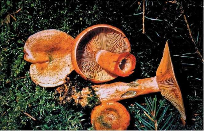 Малоизвестные съедобные грибы Малоизвестные съедобные грибы