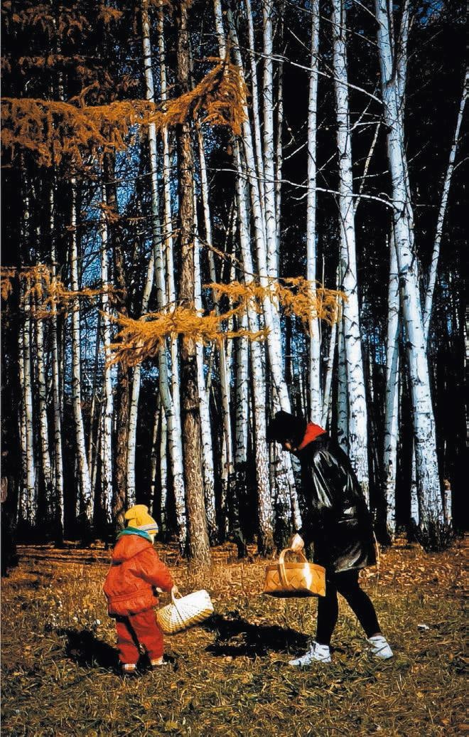 Малоизвестные съедобные грибы Малоизвестные съедобные грибы