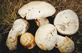 Малоизвестные съедобные грибы Малоизвестные съедобные грибы