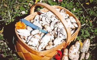 Малоизвестные съедобные грибы Малоизвестные съедобные грибы