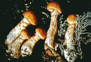 Малоизвестные съедобные грибы Малоизвестные съедобные грибы