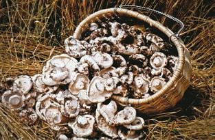 Малоизвестные съедобные грибы Малоизвестные съедобные грибы