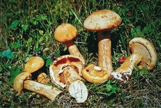 Малоизвестные съедобные грибы Малоизвестные съедобные грибы