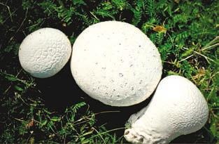 Малоизвестные съедобные грибы Малоизвестные съедобные грибы